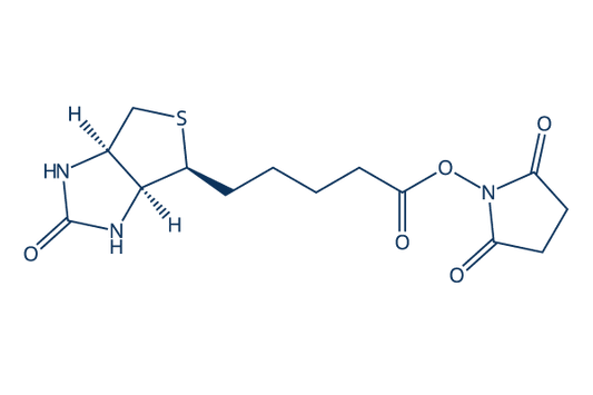 (+)-Biotin N-hydroxysuccinimide ester