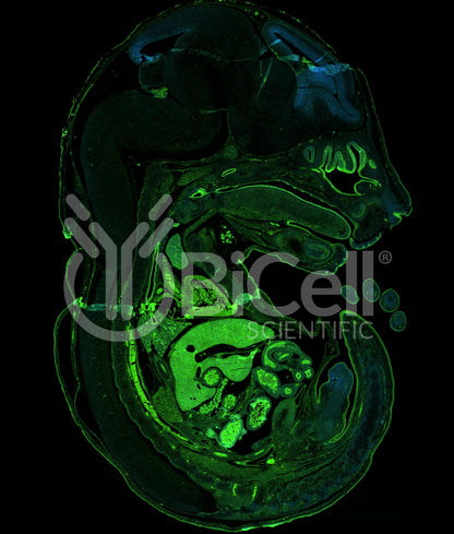 E-cadherin (Cdh1 or CD324) Antibody - FFPE Validated