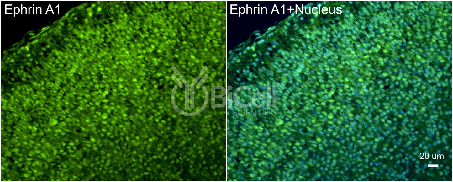 Ephrin A1 (EFNA1) Antibody - Western Blot Validated