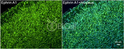 Ephrin A1 (EFNA1) Antibody - Western Blot Validated