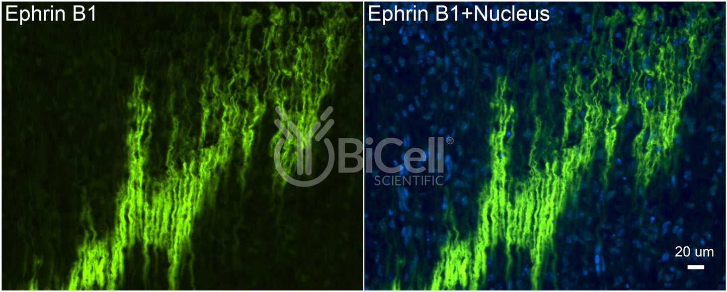 Ephrin B1 (EFNB1) Antibody - Western Blot Validated