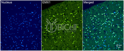 EMX1 Antibody