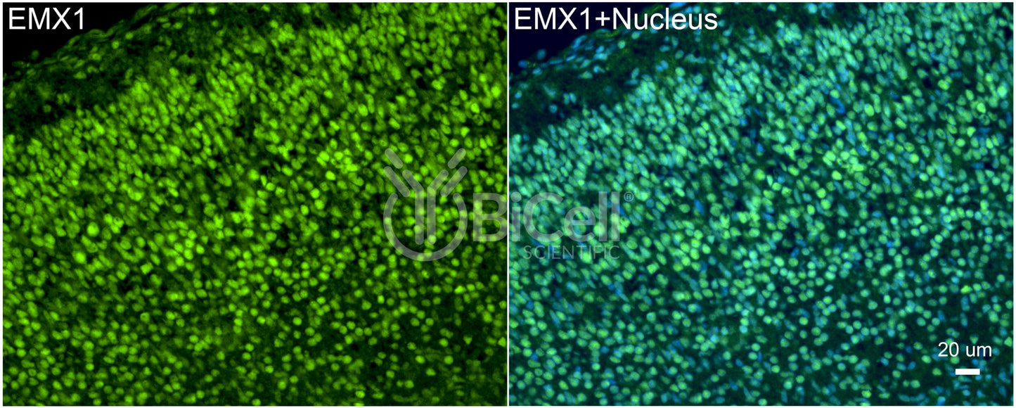 EMX1 Antibody - Western Blot Validated