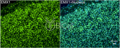 EMX1 Antibody - Western Blot Validated