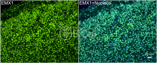 EMX1 Antibody - Western Blot Validated