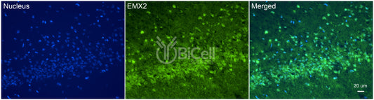 EMX2 Antibody - Western Blot Validated