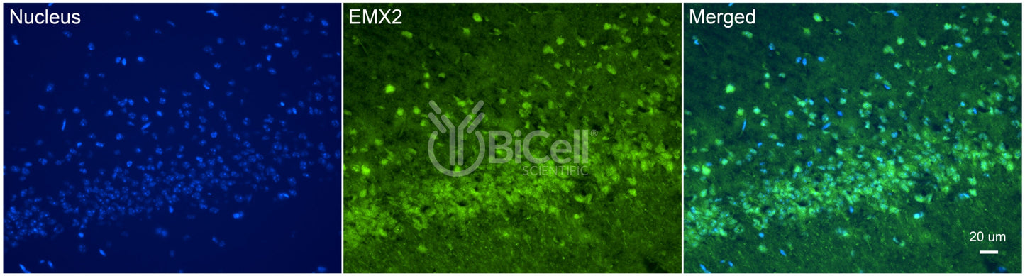 EMX2 Antibody
