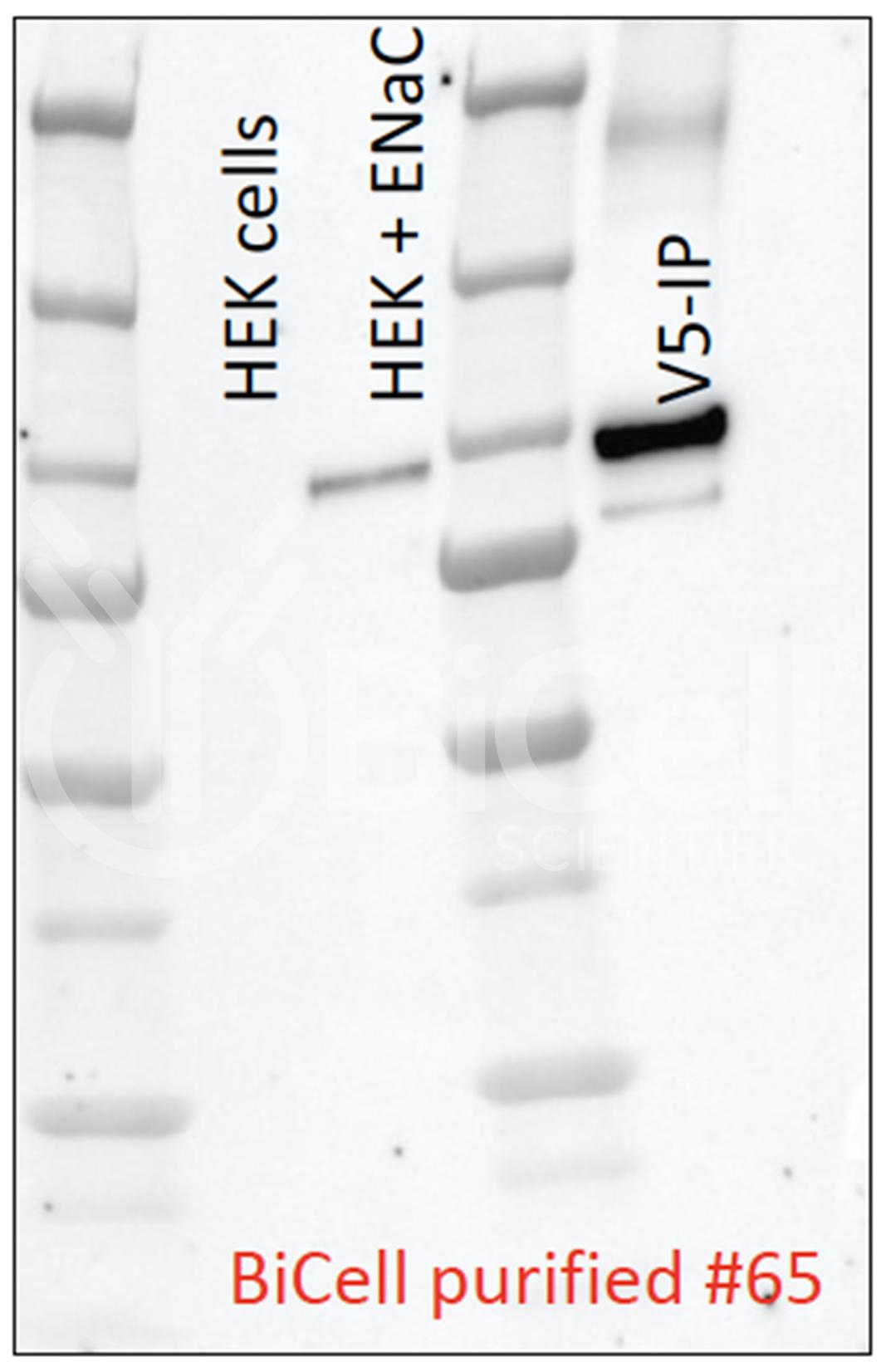 ENaC alpha (Scnn1a) (N-Terminus) Antibody - Western Blot Validated