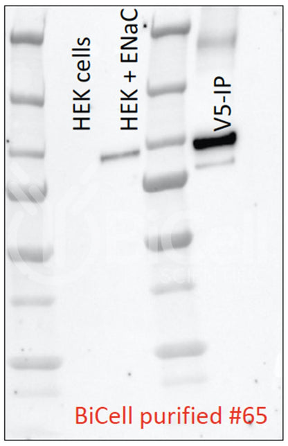 ENaC alpha (Scnn1a) (N-Terminus) Antibody