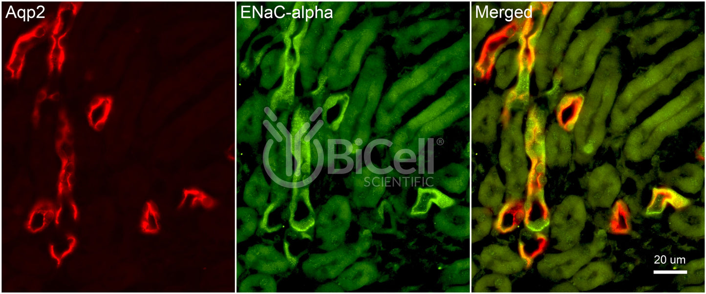 ENaC alpha (Scnn1a) Antibody