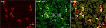 ENaC alpha (Scnn1a) Antibody
