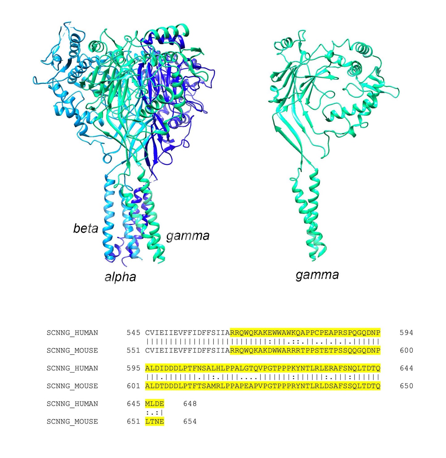 ENaC gamma (Scnn1g) (Human) Antibody - FFPE Validated