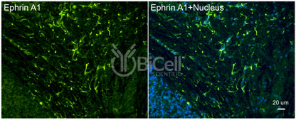 Ephrin A1 (EFNA1) Antibody - Western Blot Validated
