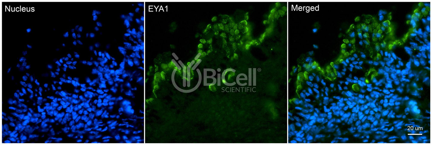 EYA1 Antibody