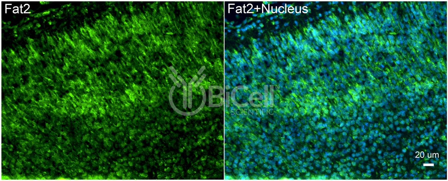 FAT2 Antibody