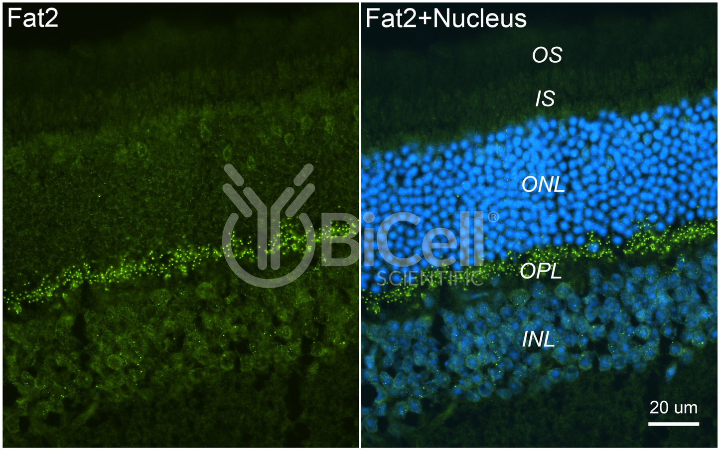 FAT2 Antibody - FFPE Validated