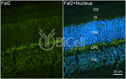 FAT2 Antibody - FFPE Validated