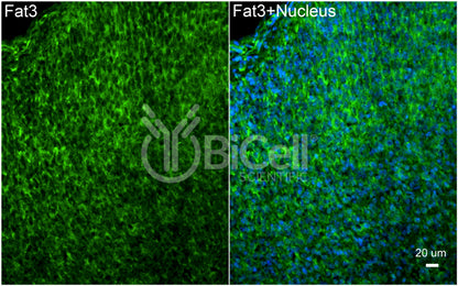 FAT3 Antibody - Western Blot Validated