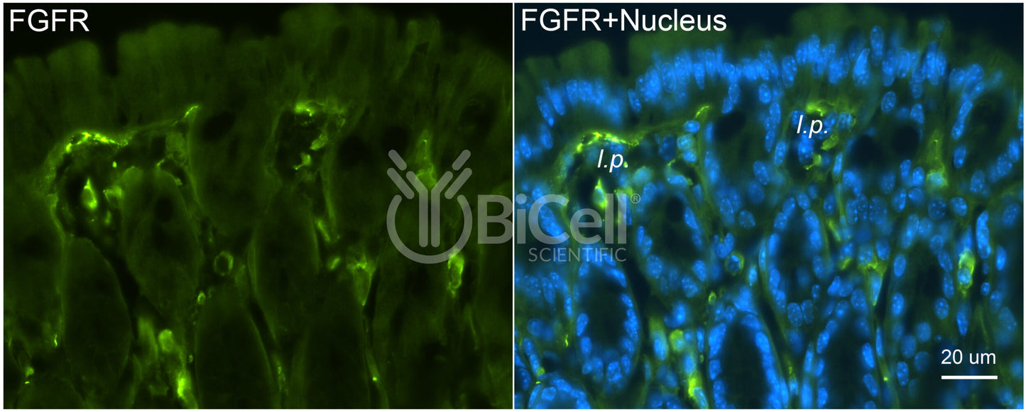 FGFR1 (FLT2 or CD331) Antibody