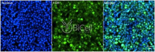 FGR (SRC2) Antibody