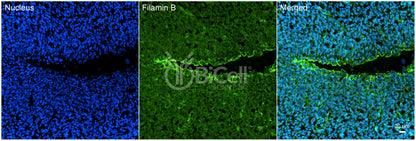 Filamin B (FLNB) Antibody - FFPE Validated