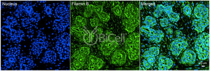 Filamin B (FLNB) Antibody - FFPE Validated