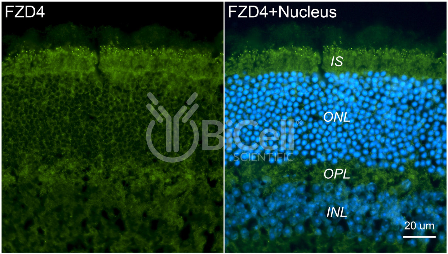 Frizzled-4 (FZD4) Antibody