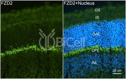 Frizzled-2 (FZD2) Antibody