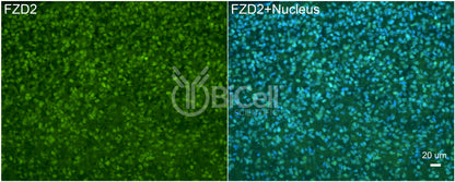 Frizzled-2 (FZD2) Antibody