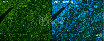 Frizzled-7 (FZD7) Antibody