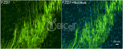 Frizzled-7 (FZD7) Antibody - Western Blot Validated