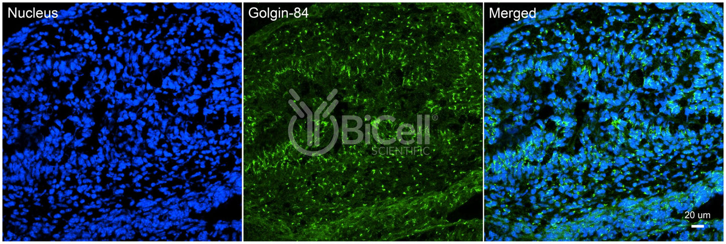 GOLGA5 (Golgin-A5 or Golgin-84) Antibody