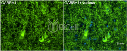 GABRA1 Antibody - Western Blot Validated