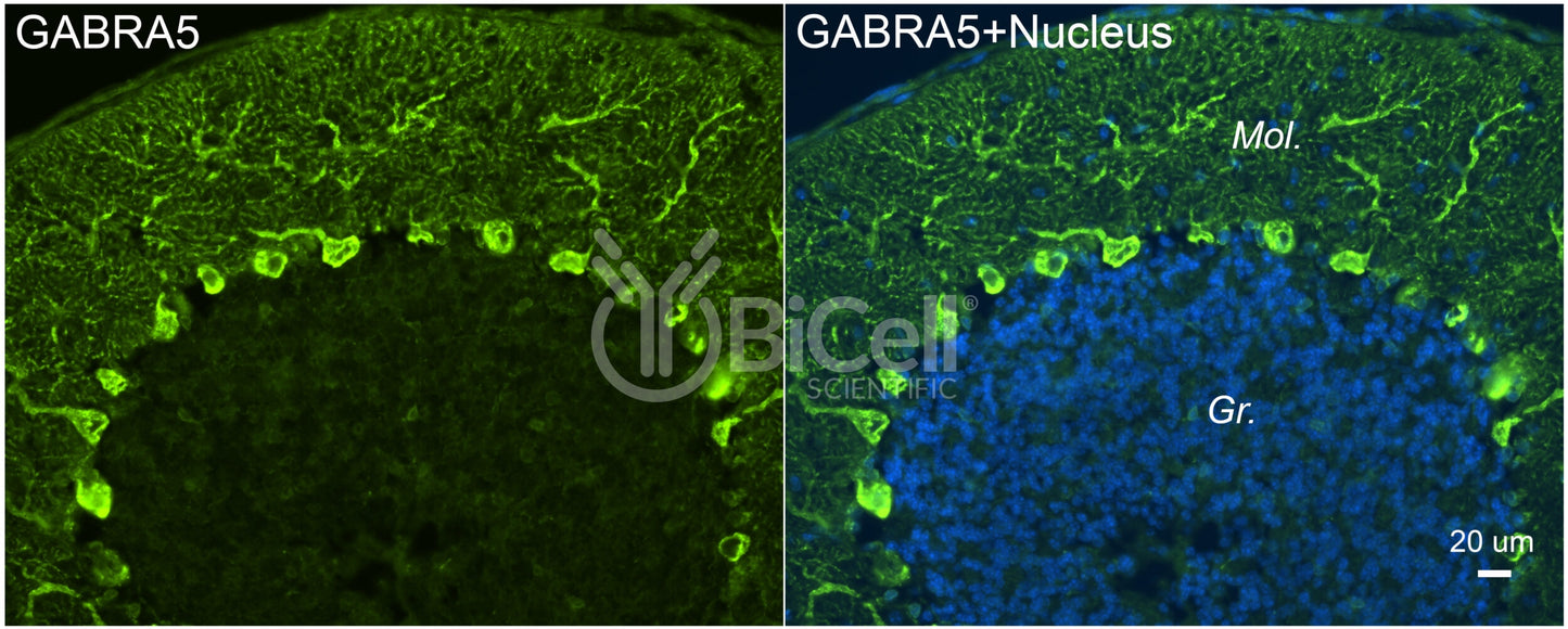 GABRA5 Antibody - Western Blot Validated
