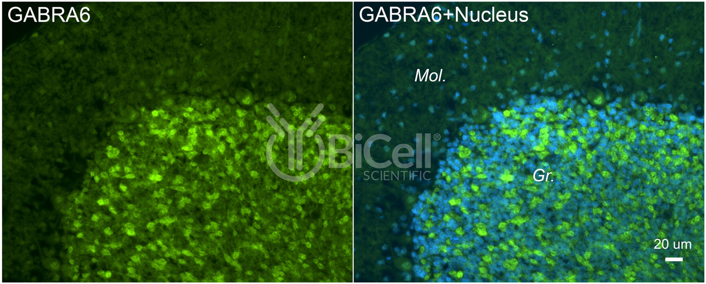 GABRA6 Antibody