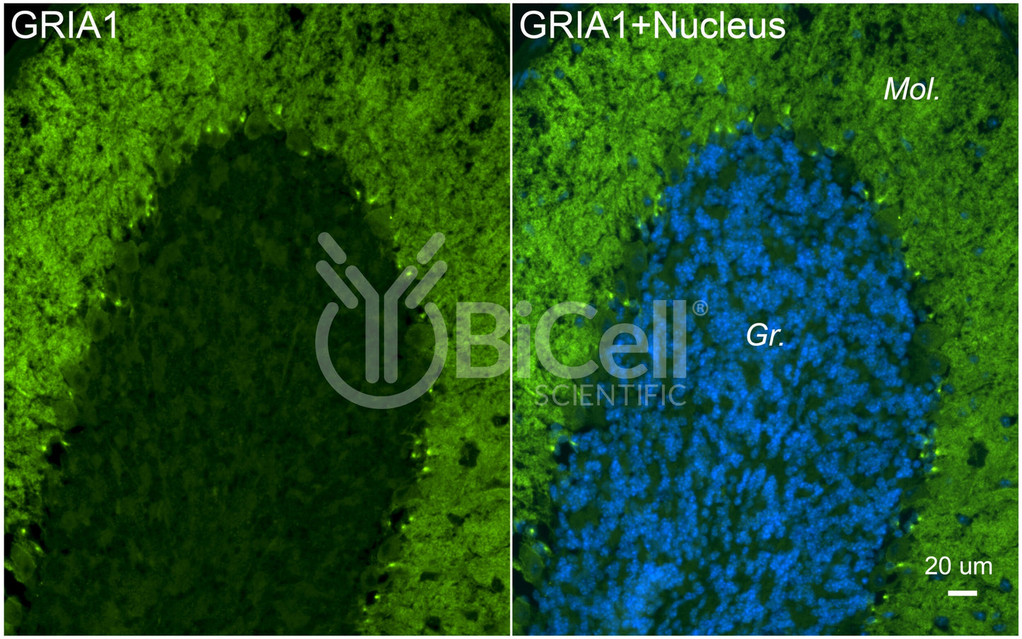 GRIA1 (GluR1 or GluA1) Antibody - Western Blot Validated