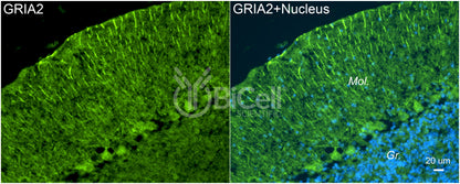 GRIA2 (GluR2 or GluA2) Antibody - Western Blot Validated