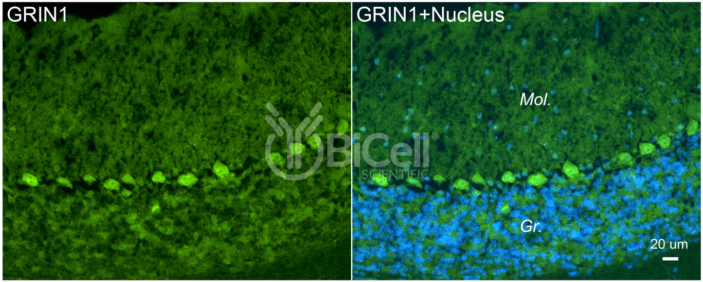 GRIN1 (GluN1) Antibody - Western Blot Validated