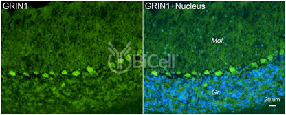 GRIN1 (GluN1) Antibody