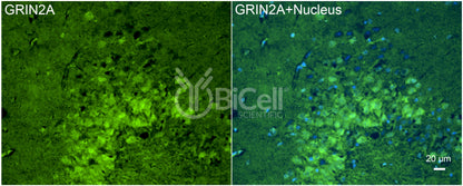 GRIN2A (GluN2A) Antibody