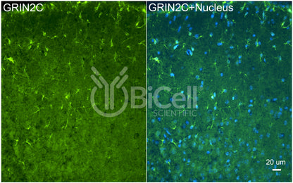 GRIN2C (GluN2C) Antibody