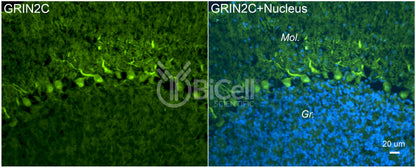 GRIN2C (GluN2C) Antibody