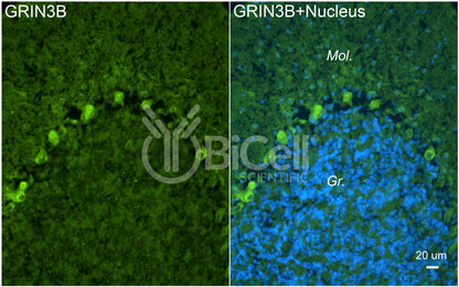 GRIN3B (GluN3B) Antibody