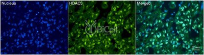 HDAC3 Antibody - Western Blot Validated