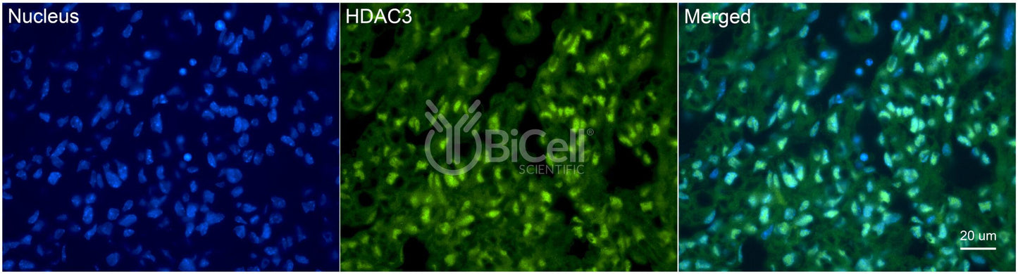 HDAC3 Antibody