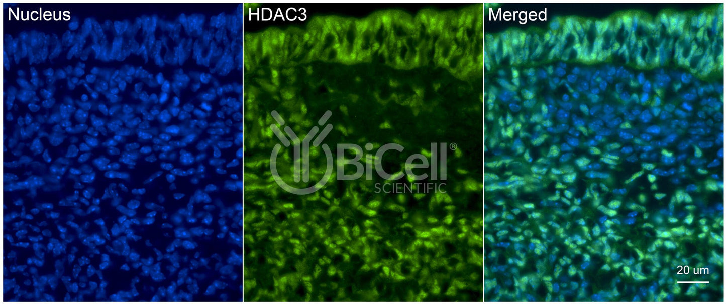 HDAC3 Antibody