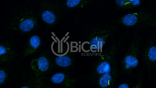ARL13B (Human) (ARL2L1) HiRe Antibody