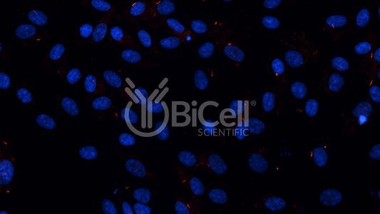 ARL13B (Human) (ARL2L1) HiRe (Rabbit) Antibody - Western Blot Validated