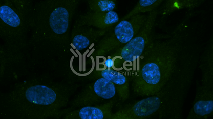 Centrin-2 Antibody