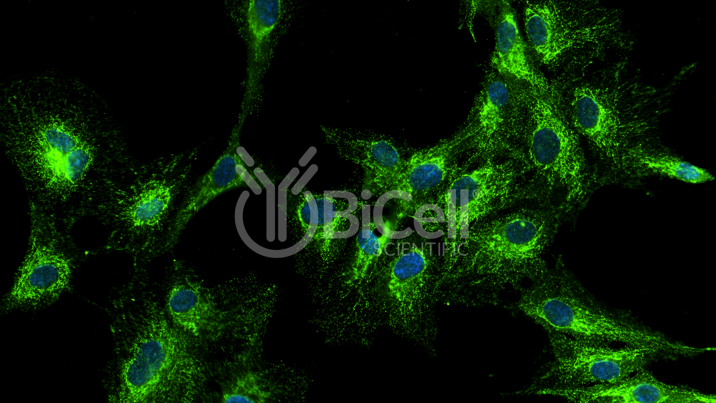 VAMP1 (SYB1) HiRe Antibody - FFPE Validated